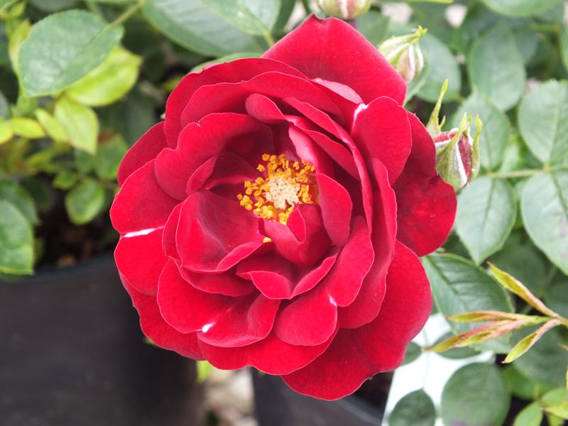 Rosa Sweet Wishes ('Poulpah032')-0