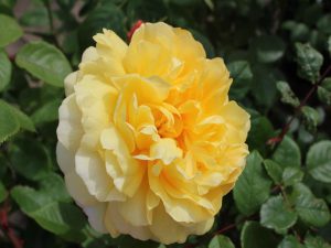 Rosa 'The Poet's Wife' (Auswhirl)-0