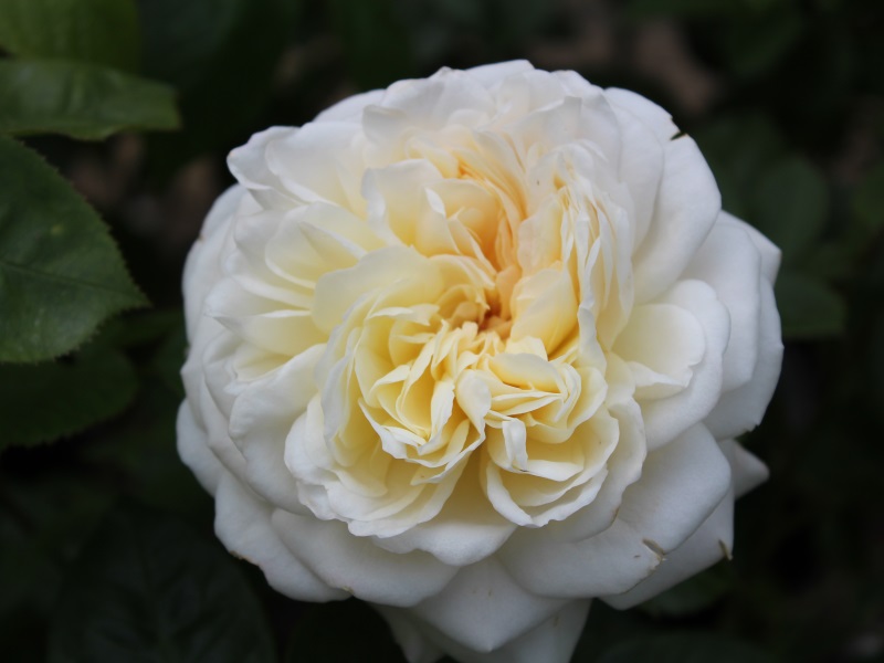 Rosa 'Tranquillity' ® (Ausnoble)-0
