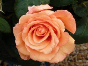 Rosa Hybrid Tea Warm Wishes 'Fryxotic'-0