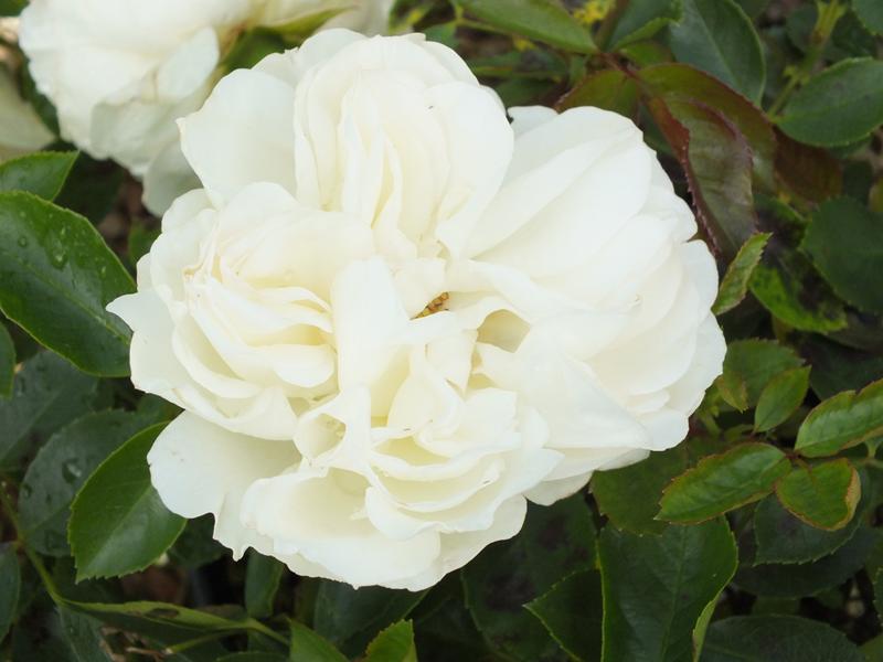 Rosa floribunda 'Diamond Dad' aka 'White Meidland' (Meicoublan)-0