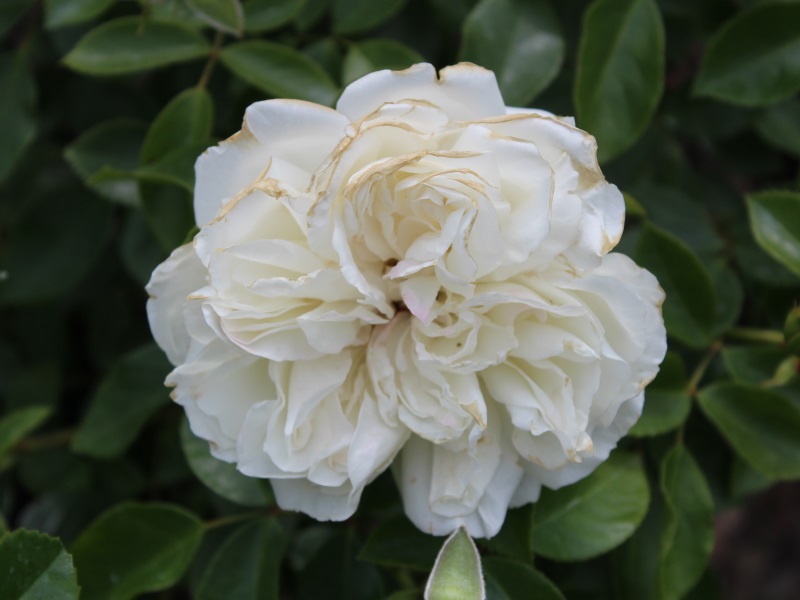 Rosa floribunda 'Diamond Dad' aka 'White Meidland' (Meicoublan)-9426
