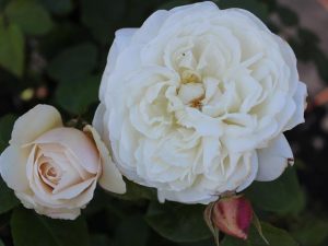 Rosa 'William and Catherine' (Ausrapper)-0
