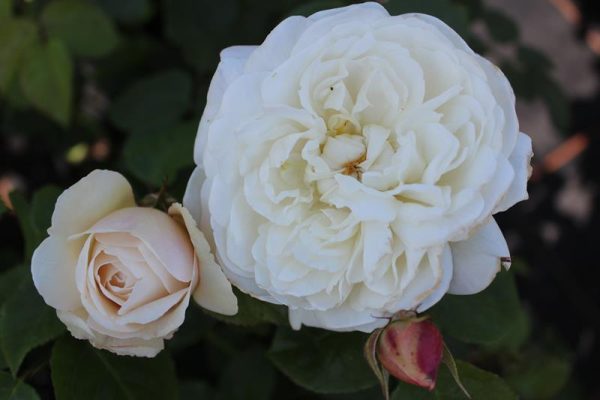 Rosa 'William and Catherine' (Ausrapper)-0