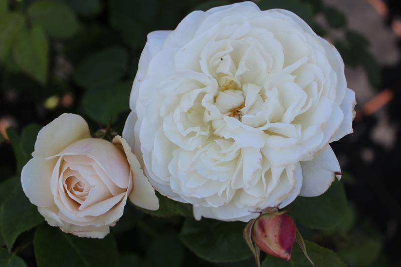 Rosa 'William and Catherine' (Ausrapper)-0
