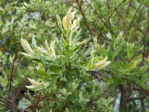 Salix integra 'Hakuro-Nishiki' Standard specimen-0