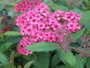 Spiraea japonica 'Anthony Waterer'-0