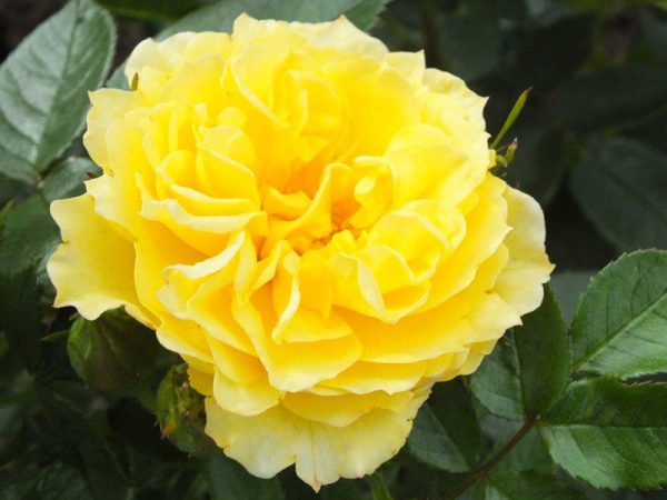 Rosa Golden Wishes ('Poulsun')-0