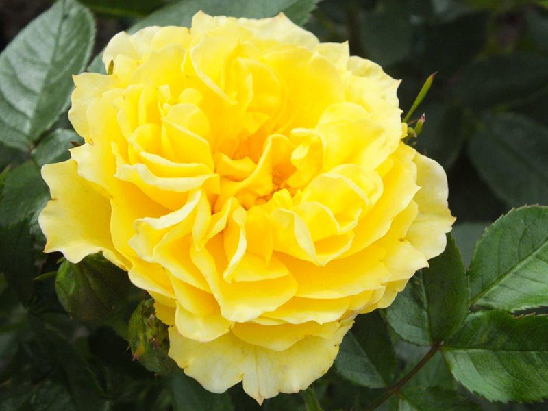 Rosa Golden Wishes ('Poulsun')-0
