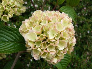 Viburnum plicatum 'Rosace'-0