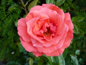 Rosa Hybrid Tea Showtime 'Focus' / 'Noagut'-0