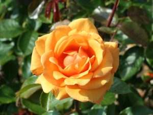 Rosa Hybrid Tea Simply The Best 'Macamster'-0