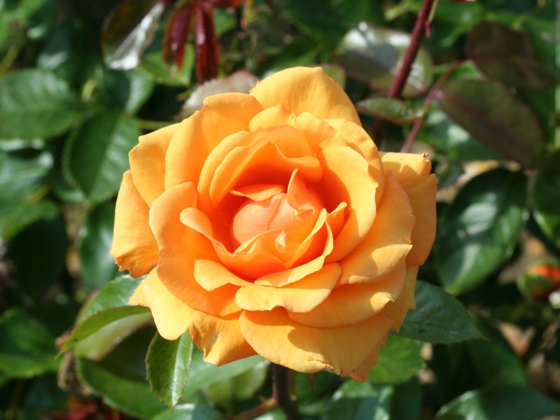 Rosa Hybrid Tea Simply The Best 'Macamster'-0