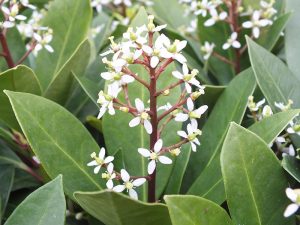 Skimmia japonica 'Veitchii' syn 'Foremanii'-0
