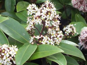 Skimmia japonica 'Bronze Knight'-0