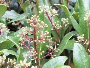 Skimmia japonica 'Fragrans'-0