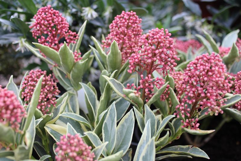 Skimmia japonica 'Magic Marlot'-0
