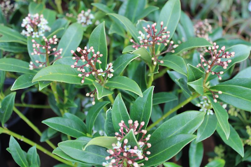 Skimmia japonica 'Red Princess'-8789