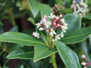 Skimmia japonica 'Red Princess'-0