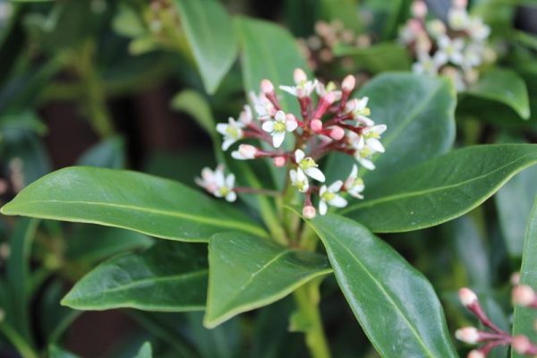Skimmia japonica 'Red Princess'-0
