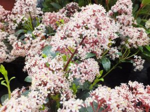 Skimmia japonica 'Rubinetta'-0