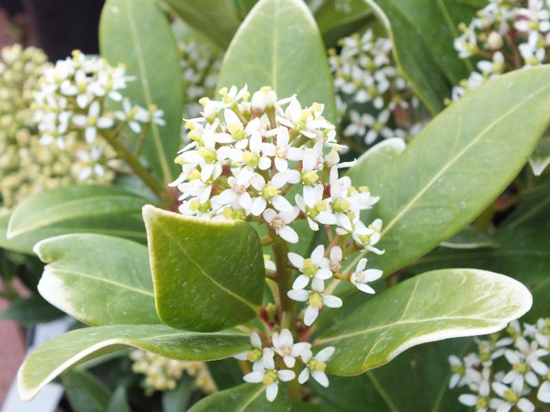 Skimmia japonica 'Nymans'-0