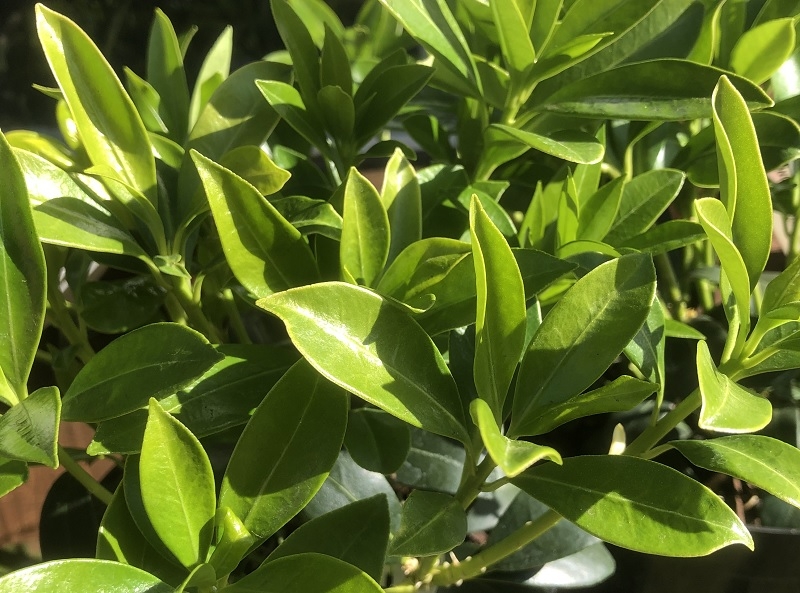 Skimmia japonica 'Kew White'-0