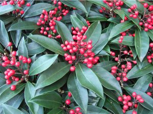 Skimmia japonica subsp reevesiana-0