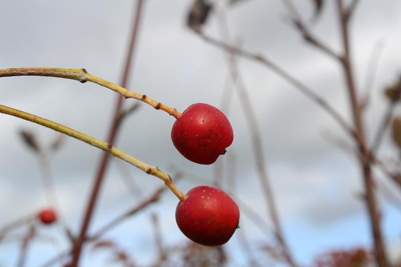Sorbus aria 'Lutescens'-7606