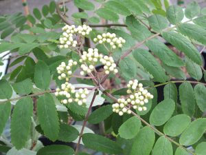 Sorbus aucuparia-0