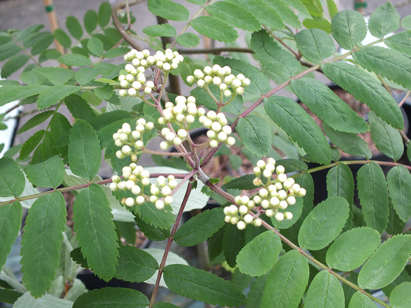 Sorbus aucuparia-0