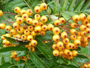 Sorbus aucuparia 'Autumn Spire'-0
