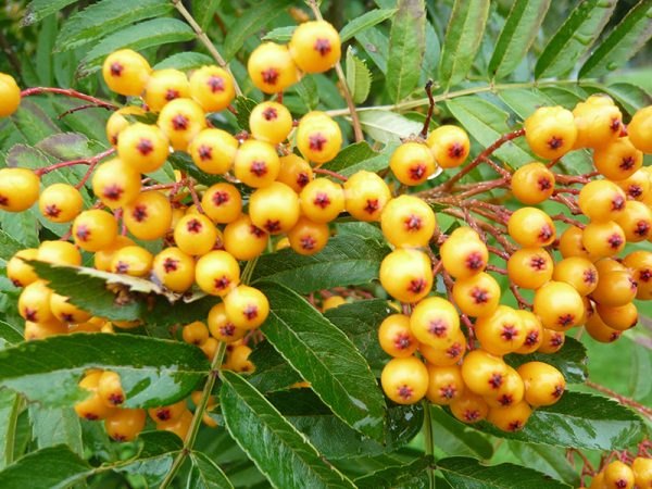Sorbus aucuparia 'Autumn Spire'-0