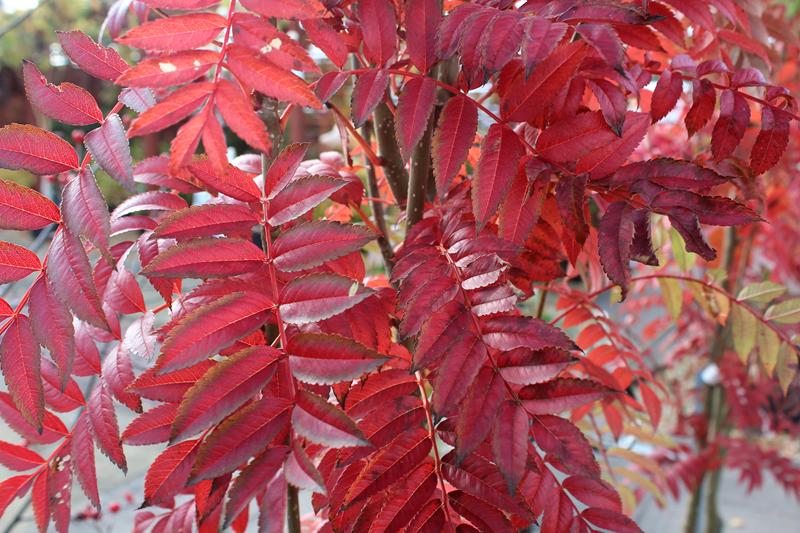 Sorbus aucuparia 'Autumn Spire'-7607