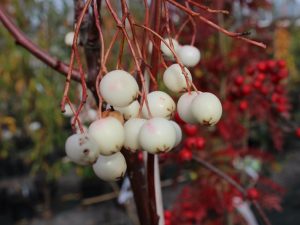 Sorbus cashmiriana-0