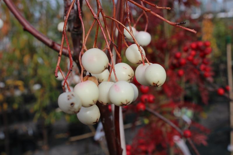 Sorbus cashmiriana-0