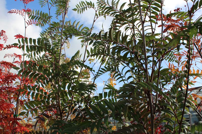 Sorbus 'Eastern Promise'-7612