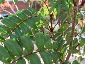 Sorbus 'Eastern Promise'-0