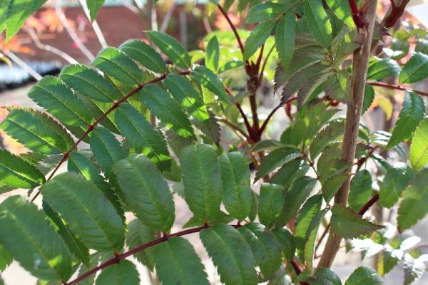 Sorbus 'Eastern Promise'-0