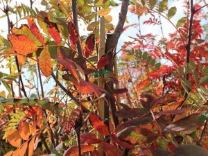 Sorbus hupehensis 'Pink Pagoda'-0