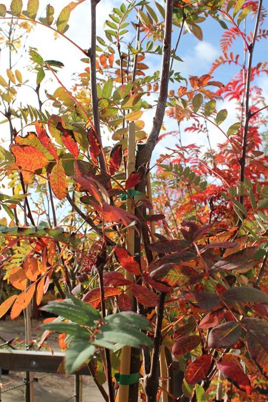 Sorbus hupehensis 'Pink Pagoda'-0