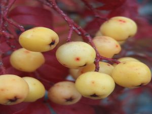 Sorbus 'Joseph Rock'-0