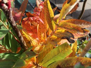 Sorbus 'Leonard Messel'-0