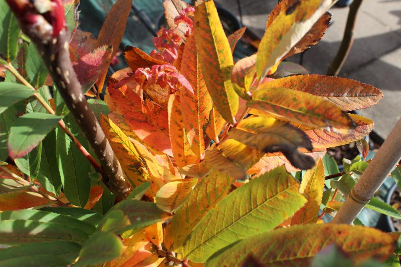 Sorbus 'Leonard Messel'-0