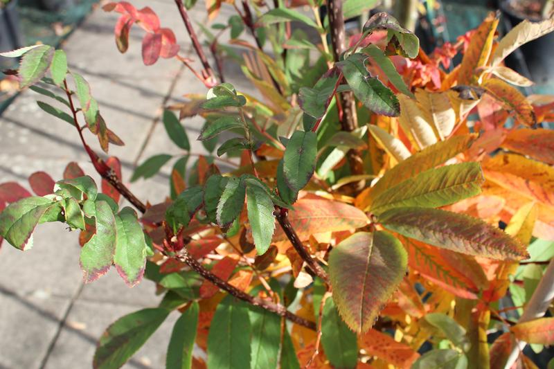 Sorbus 'Leonard Messel'-7618