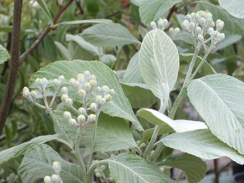 Sorbus aria 'Lutescens'-0