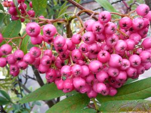 Sorbus 'Pearly King'-0