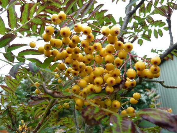 Sorbus 'Sunshine'-0