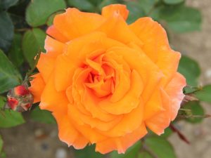 Rosa Hybrid Tea Sparkle 'Frymerlin'-0