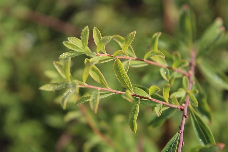 Spiraea arguta-7506